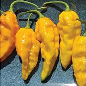 Bhut Ghost Pepper Seeds for Extreme Hot Peppers