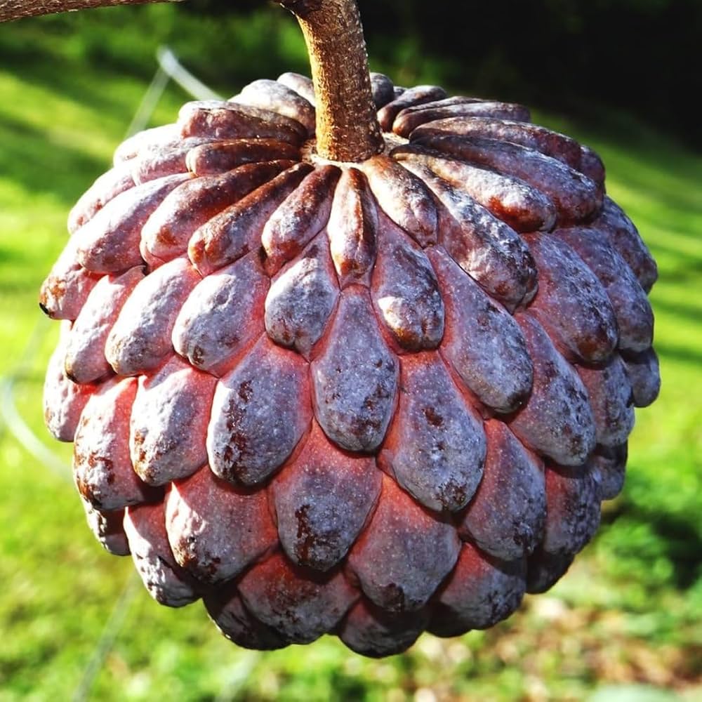 Sugar Apple Seeds for Planting Annona squamosa for tropical home gardens and fruit groves