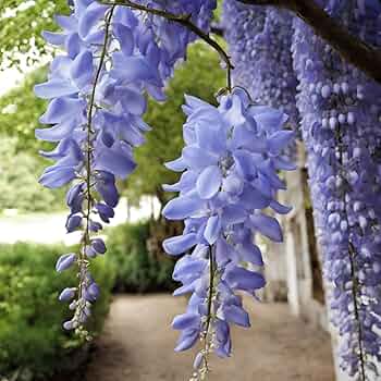 Wisteria Plant Seeds for Vibrant Garden Beautiful Outdoor Spaces - Wisteria Seeds