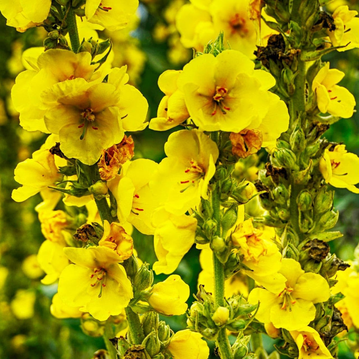 Yellow Mullein Flower seeds for Planting - Cut Flower Favorite, Heirloom & GMO Free Seeds for Home Garden
Sale seeds for planting in home garden