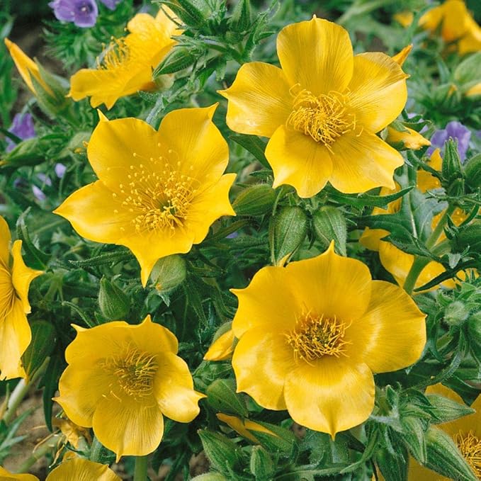 Mentzelia Lindleys Blazing Star Seed for Plantings for Planting for Striking Yellow Flowers Heirloom Non-GMO Seeds