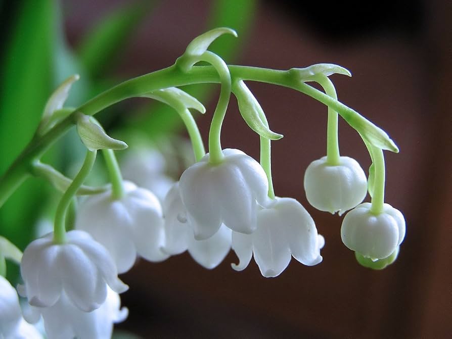 Lily of the Valley Convallaria majalis Flower Seeds for Planting for Shade Garden