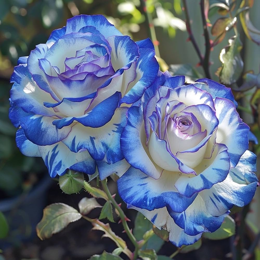 Rose Tree Rosa spp. Seeds for Planting - Ideal for Flower Bed & Garden