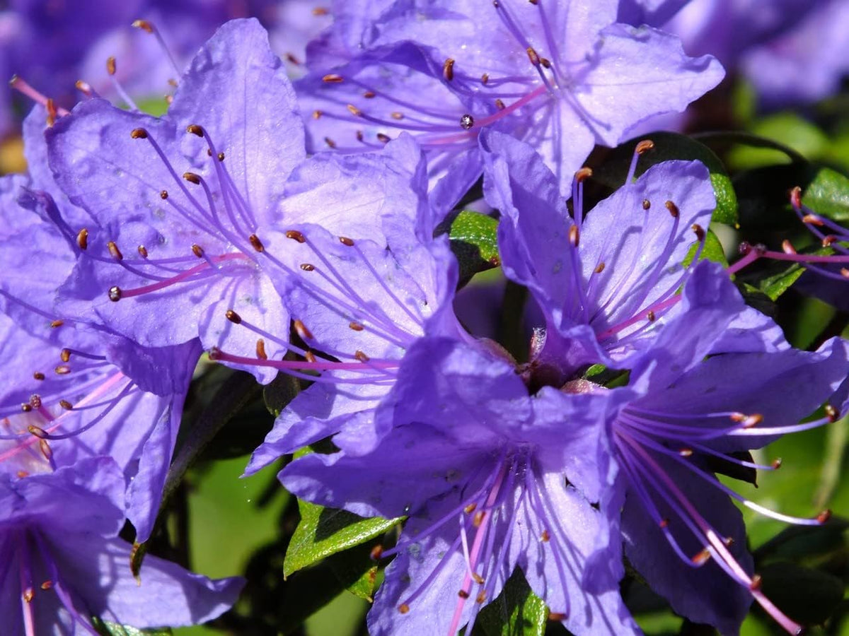 Purple Azalea Flower seeds blooming in flower beds, containers, borders, and pollinator-friendly gardens