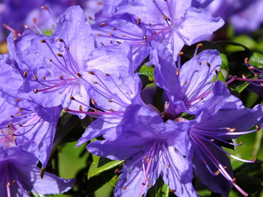 Purple Azaleas Flower seeds for Planting - Bright Blooms, Heirloom & GMO Free Seeds for Home Garden
Sale seeds for home garden