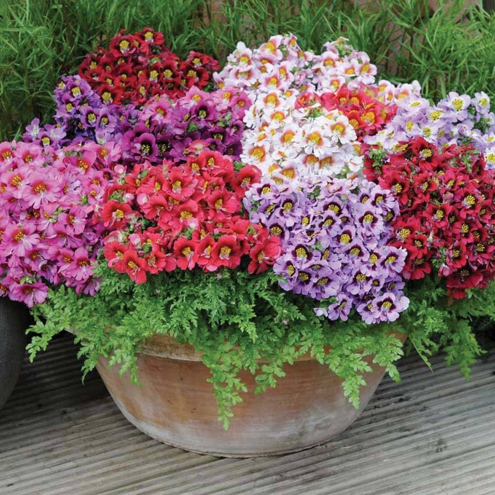 Mixed Butterfly Orchids Flower seeds for Planting - Shade Tolerant, Heirloom & GMO Free Seeds for Home Garden