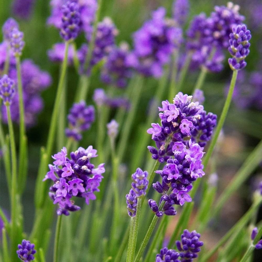 Lavender Flower Seeds for Planting Lavandula Angustifolia for Fragrant Beds