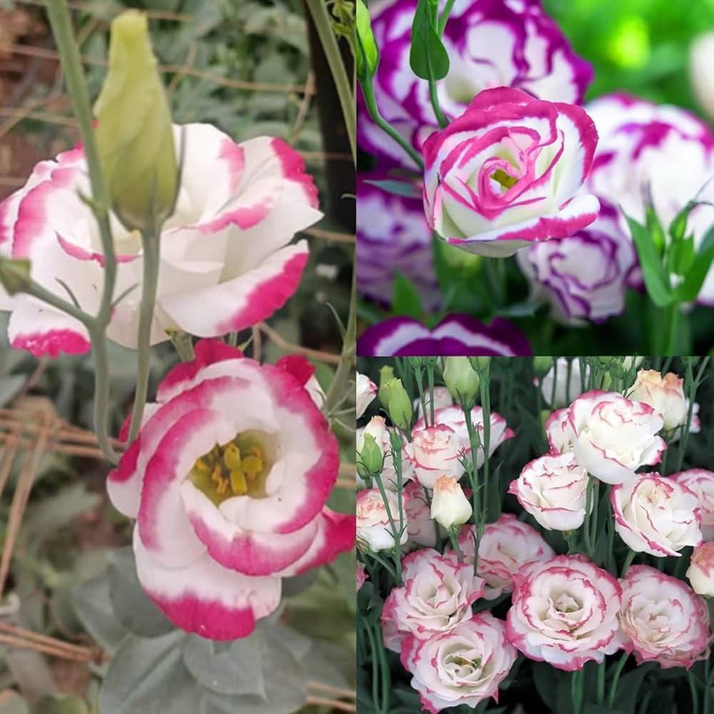 Eustoma Flower Seeds for Planting - Elegant White and Pink Blooms for Your Garden