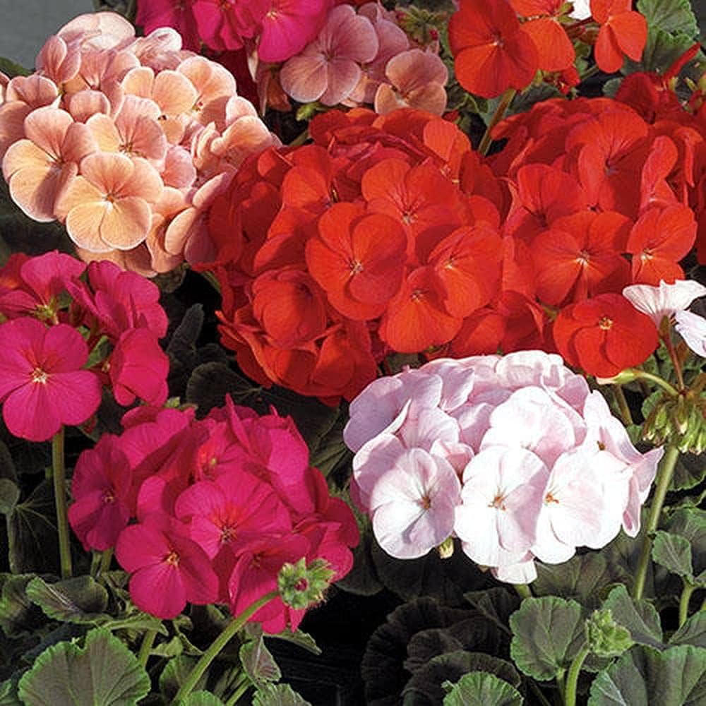 Multi Colour Geraniums Flower Seeds for Planting Long Bloom Season Heirloom & GMO Free Seeds for Home Garden
Sale