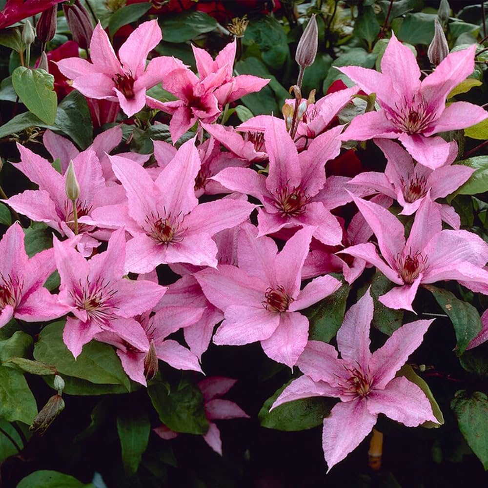Light Pink Clematis Flower seeds for Planting - Easy to Grow, Heirloom & GMO Free Seeds for Home Garden