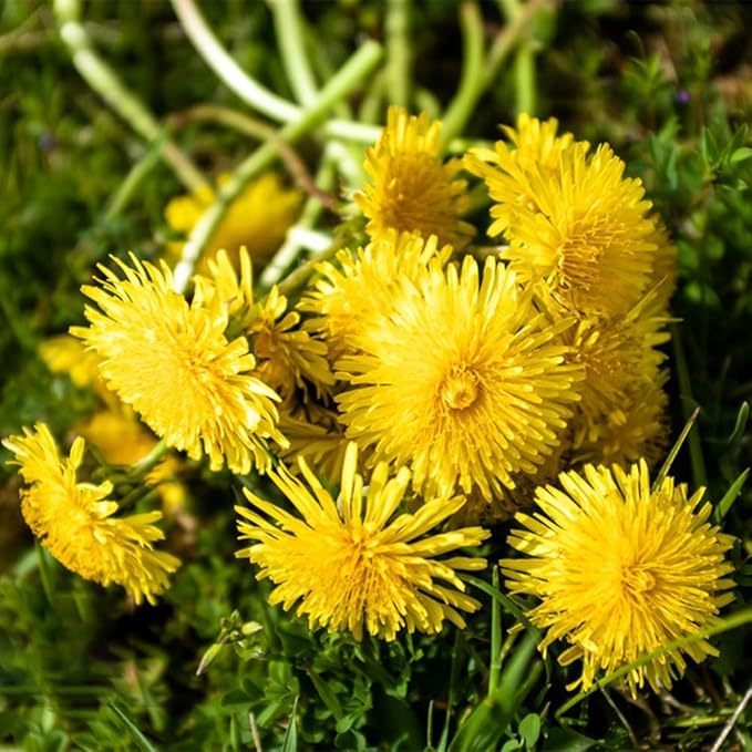 Dandelion Plant Taraxacum officinale Seeds for Planting in Lawn & Herb Garden - Evergrowseeds