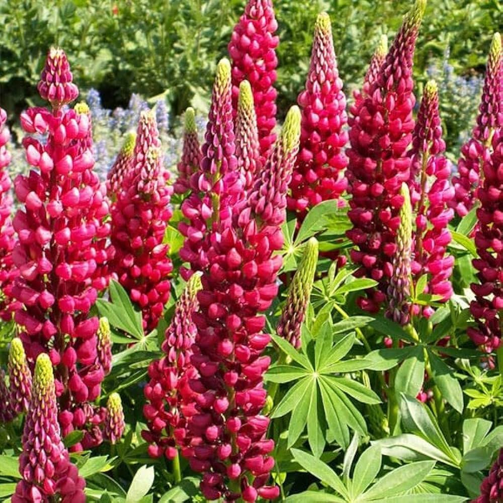 Red Lupin Flower seeds for Planting - Drought Tolerant, Heirloom & GMO Free Seeds for Home Garden