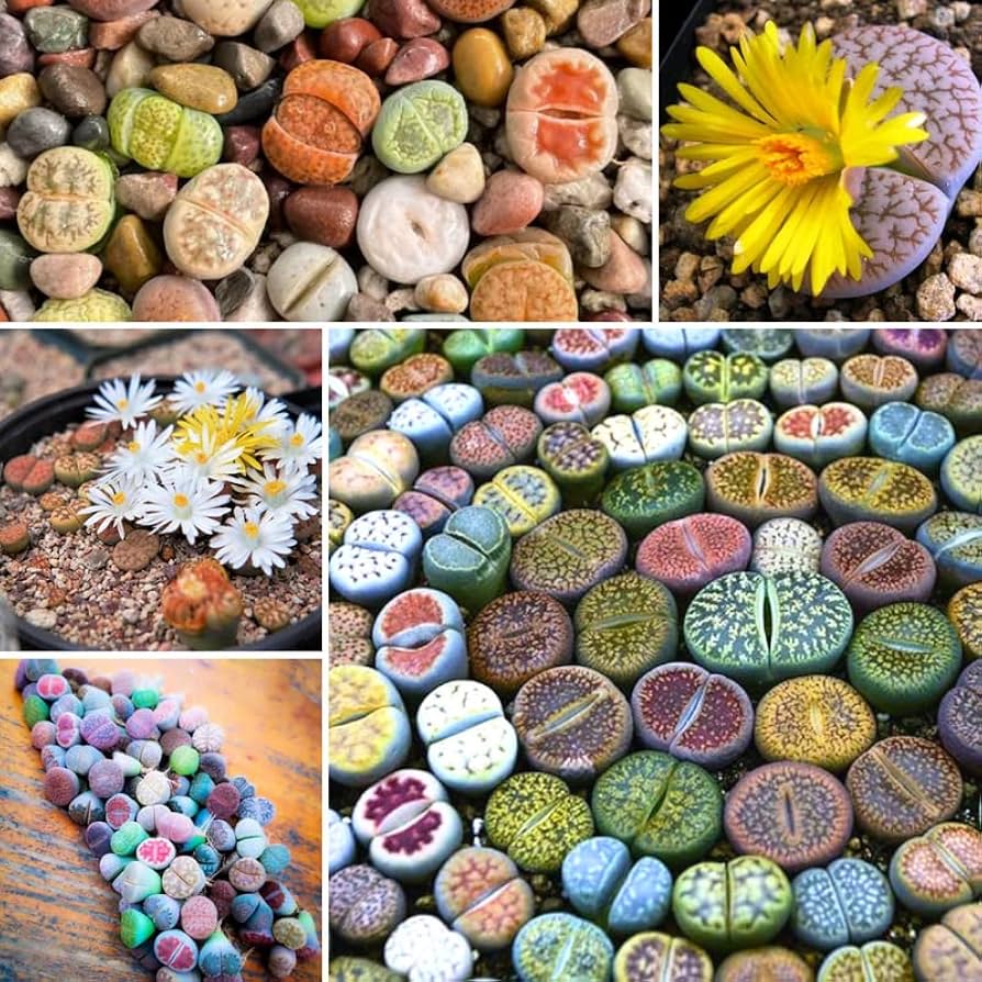 Living Stone Sempervivum Seeds - Mixed Varieties for Planting