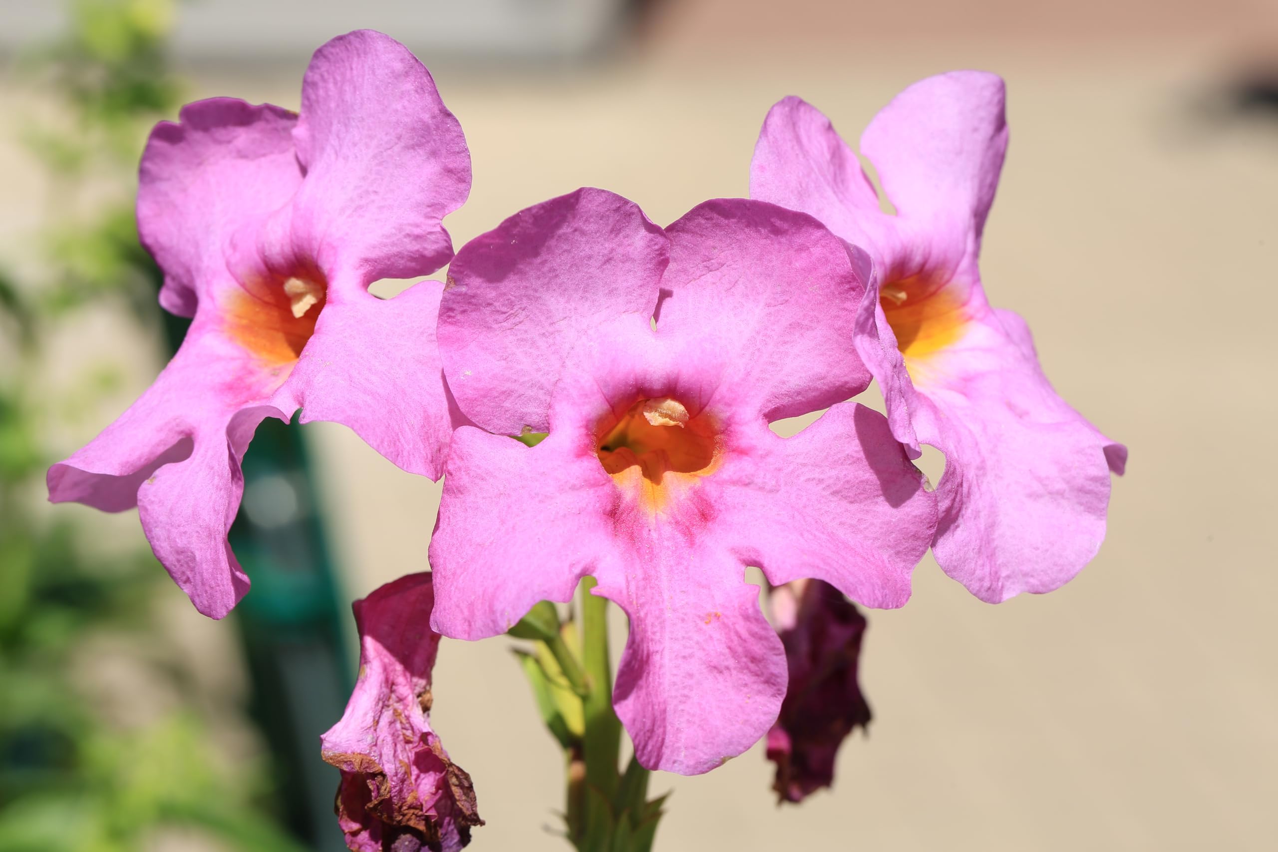 Incarvillea Delavayi Flower seeds for Planting - Shade Tolerant, Heirloom & GMO Free Seeds for Home Garden