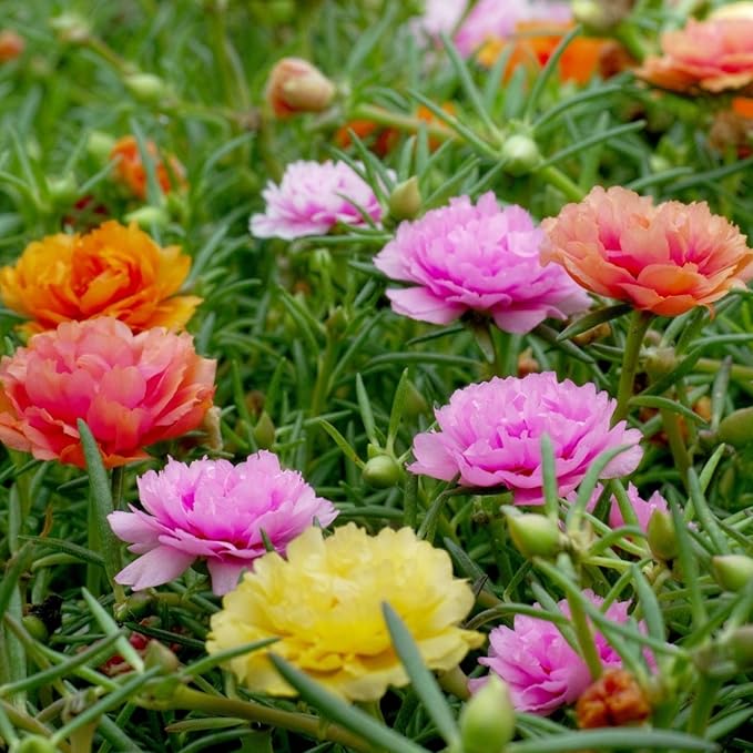 Mixed Mexican-Rose Heirloom Flower seeds blooming in flower beds, containers, borders, and pollinator-friendly gardens