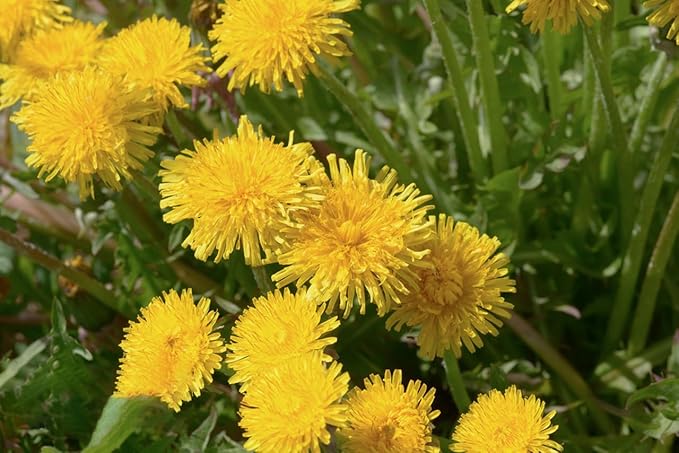 Dandelion Taraxacum officinale Flower Seeds for Planting in Flower Bed & Garden
