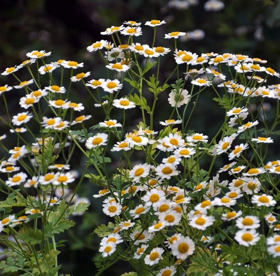 Dalmatiner Pyrethrum Tanacetum cinerariifolium Seeds for Planting - Ideal for Flower Bed & Urban Garden