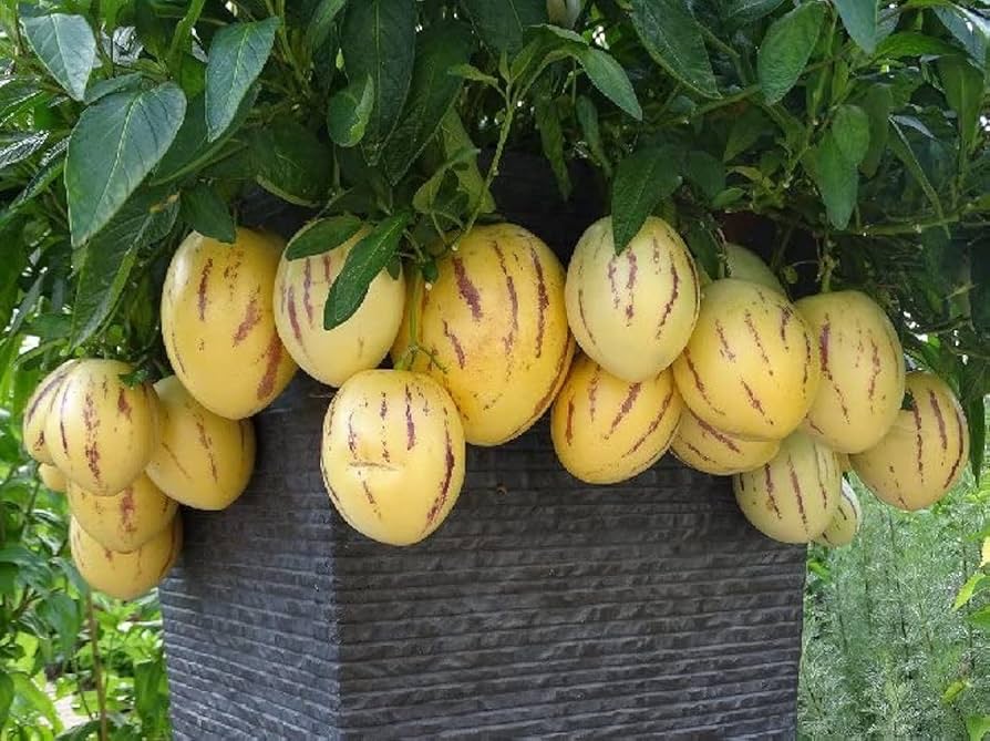 Solanum Muricatum Pear Fruit Seeds Planting