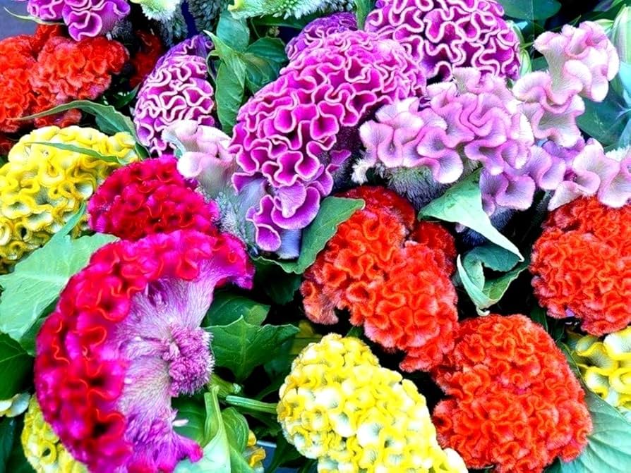 Celosia Amigo Mix Seeds for Colorful Garden Flowers