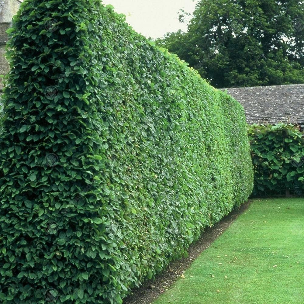 Evergrowseeds Ligustrum vulgare flower seeds for planting, displayed in a clear package, ideal for hedge cultivation.