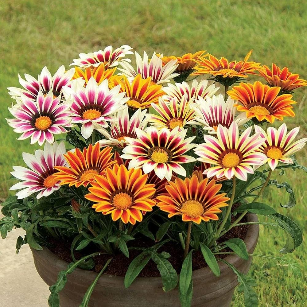 Cream Pink Gazania Flower Seeds for Planting Drought Tolerant Heirloom & GMO Free Seeds for Home Garden
Sale