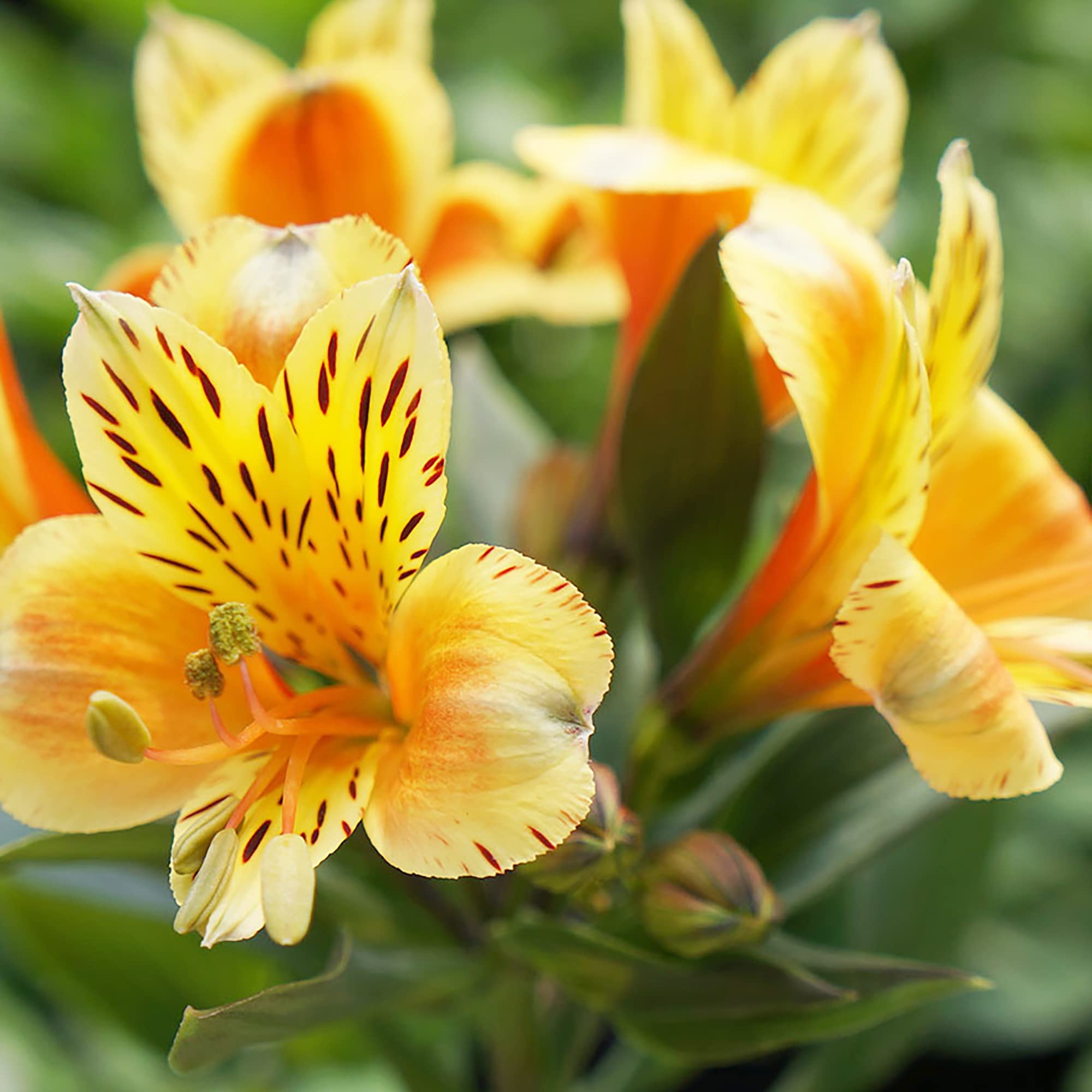 Alstroemeria Aurantiaca Flower seeds for Planting - Garden Favorite, Heirloom & GMO Free Seeds for Home Garden