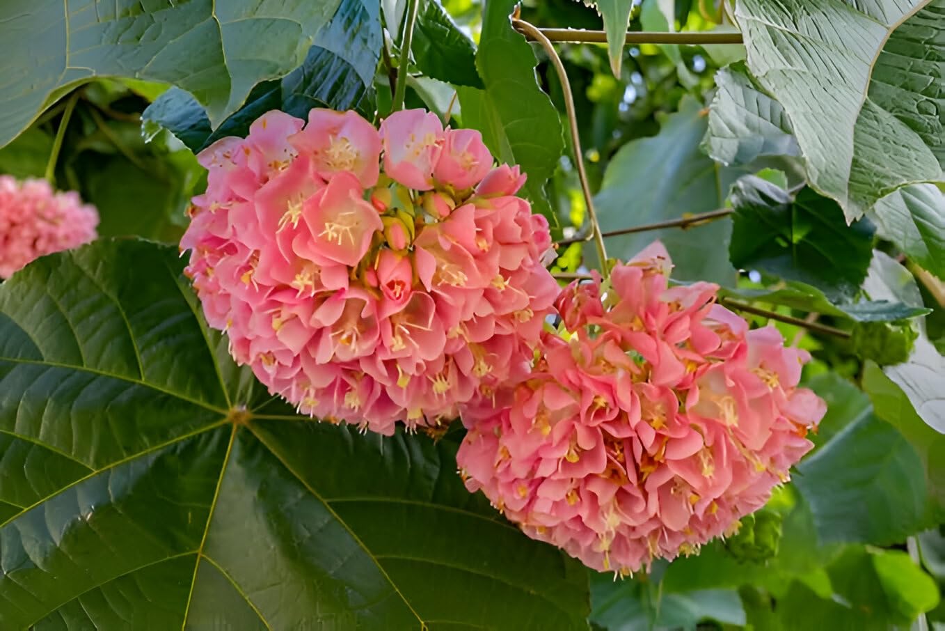 Dombeya Pink Flower Seeds for Planting - Vibrant Blooms for Your Garden - Evergrowseeds