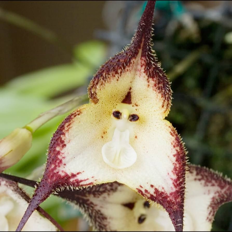 Monkey Face Orchid Dracula simia Seeds for Planting in Orchid Garden