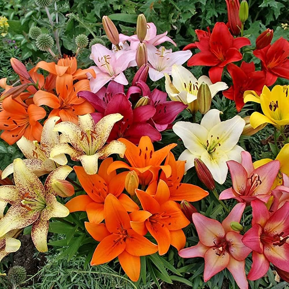 Elegant Lily Plant Seeds Lilium for Planting in Garden & Flower Bed