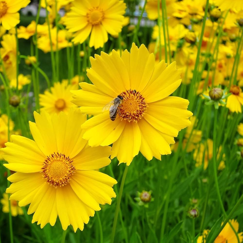 Tickseed Flower seeds for Planting Premium Quality Heirloom & GMO Free Seeds for Home Garden
Sale