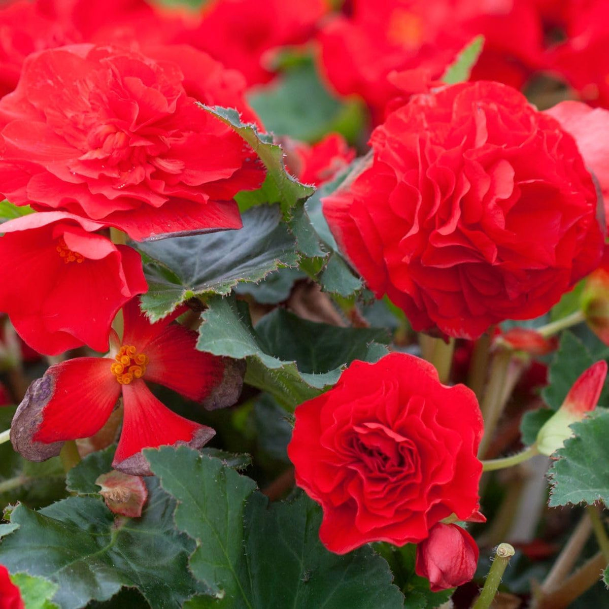 Tuberous Begonia Red Flower seeds for Planting - Garden Favorite, Heirloom & GMO Free Seeds for Home Garden
Sale seeds for home garden