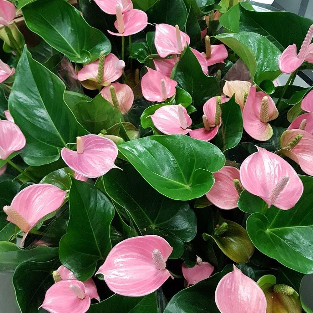 Anthurium Pink Flower Seeds Perennial Planting Seeds - Evergrowseeds
