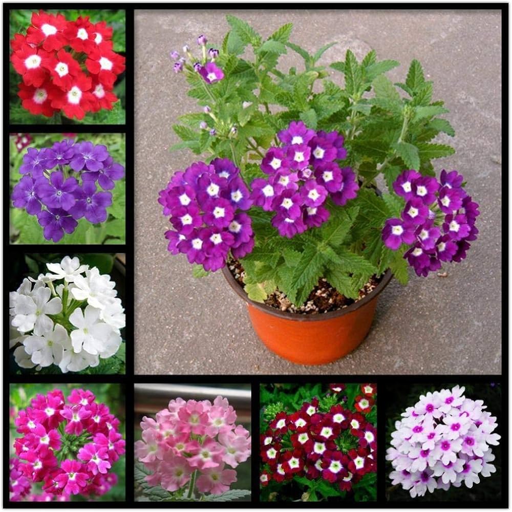Trailing Verbena Flower Seeds (Schleppende Eisenkrautblumensamen)