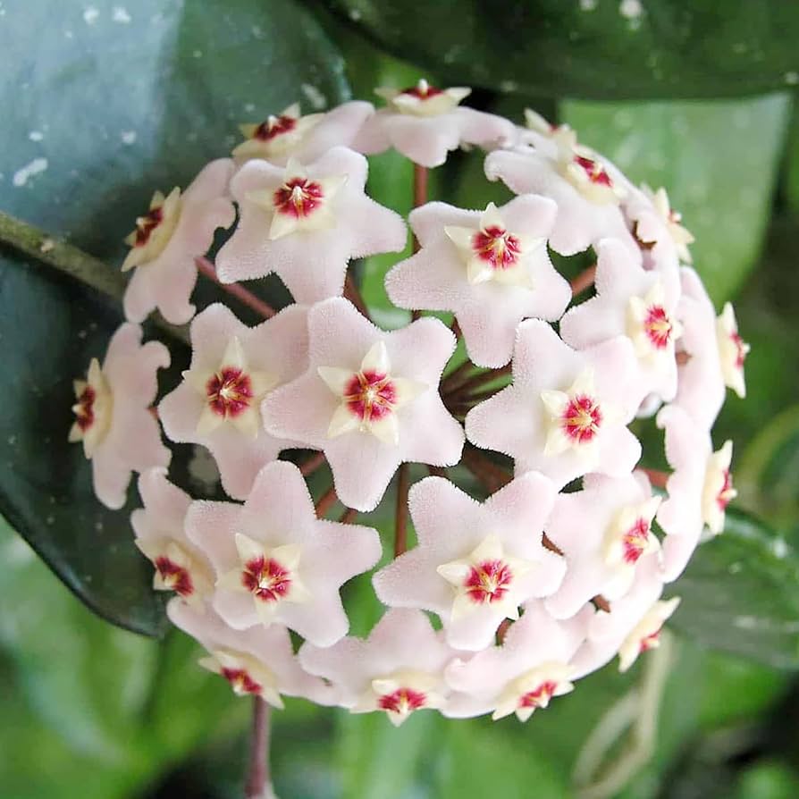 Aleurites Flower seeds for Planting - Long Bloom Season, Heirloom & GMO Free Seeds for Home Garden
Sale for planting in home garden.
