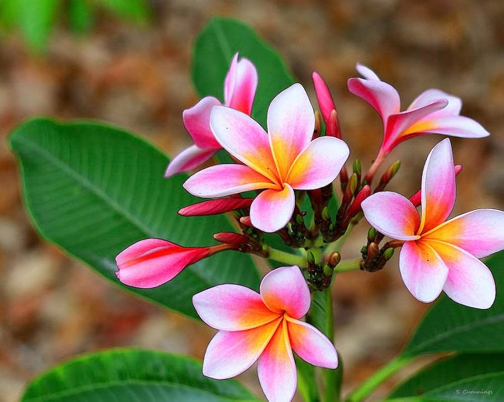 Dark Pink Frangipani Flower seeds for Planting - Cottage Garden Essential, Heirloom & GMO Free Seeds for Home Garden