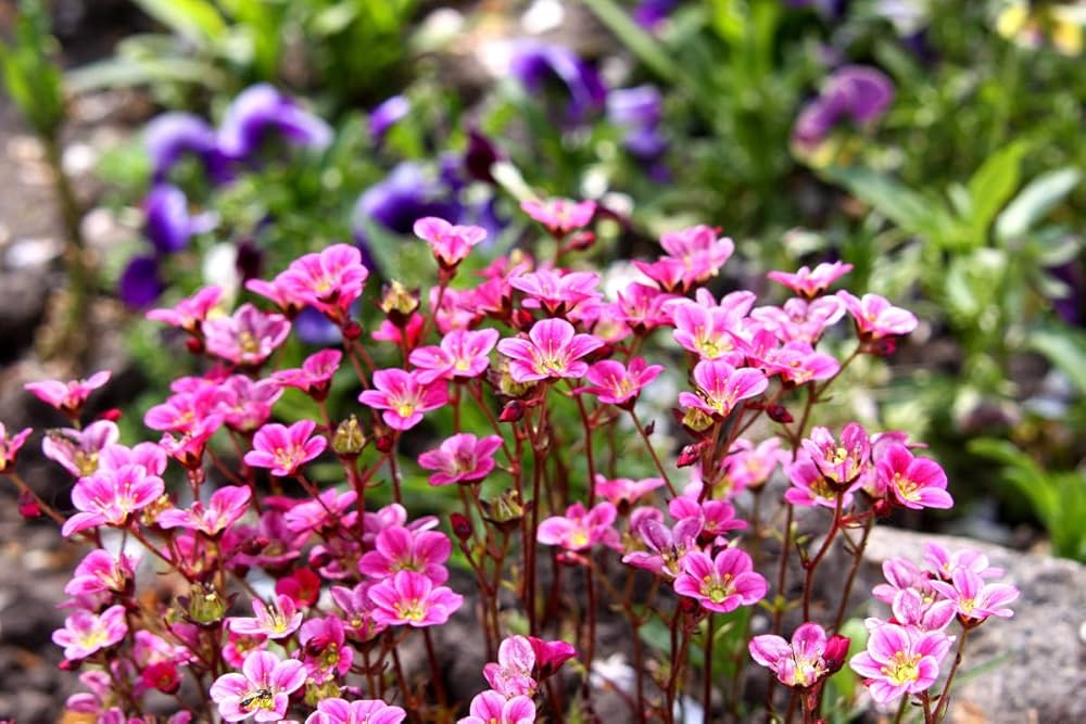 Saxifraga Highlander Rose Shades Seeds for Planting Rock Garden Borders