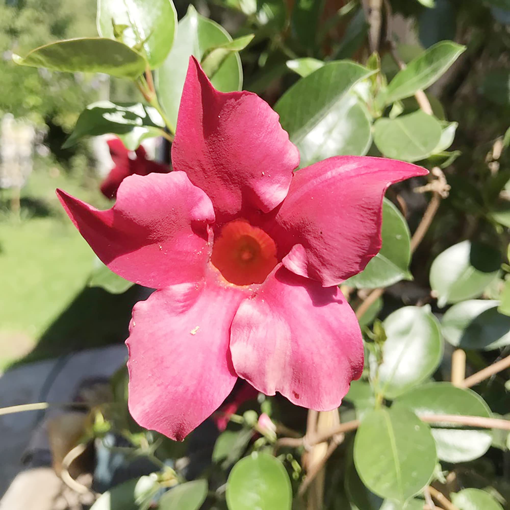 Mandevilla Sanderi Seeds for Planting Mandevilla sanderi for trellises and decorative gardens - Evergrowseeds