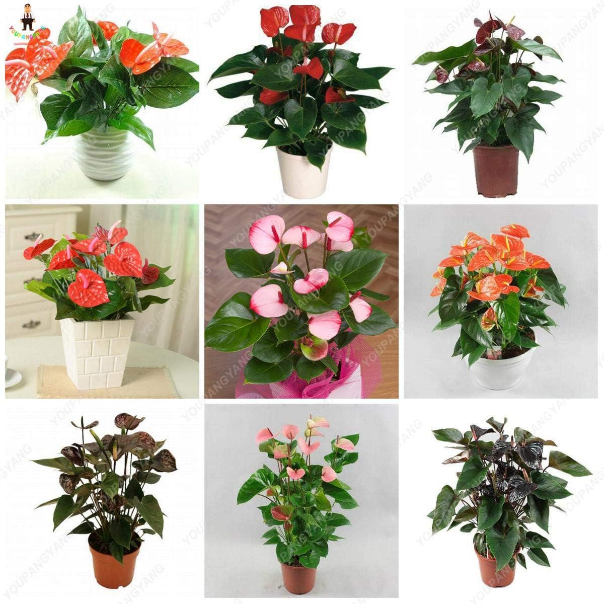 Mixed Anthurium Andraeanu Flower seeds for Planting - Perfect for Borders, Heirloom & GMO Free Seeds for Home Garden
Sale seeds for home garden