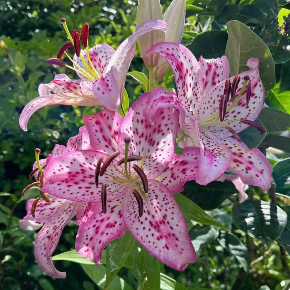 Lilium Brownii Flower Seeds, Air-Purifying Garden Plants, Bonsai Vase Plants