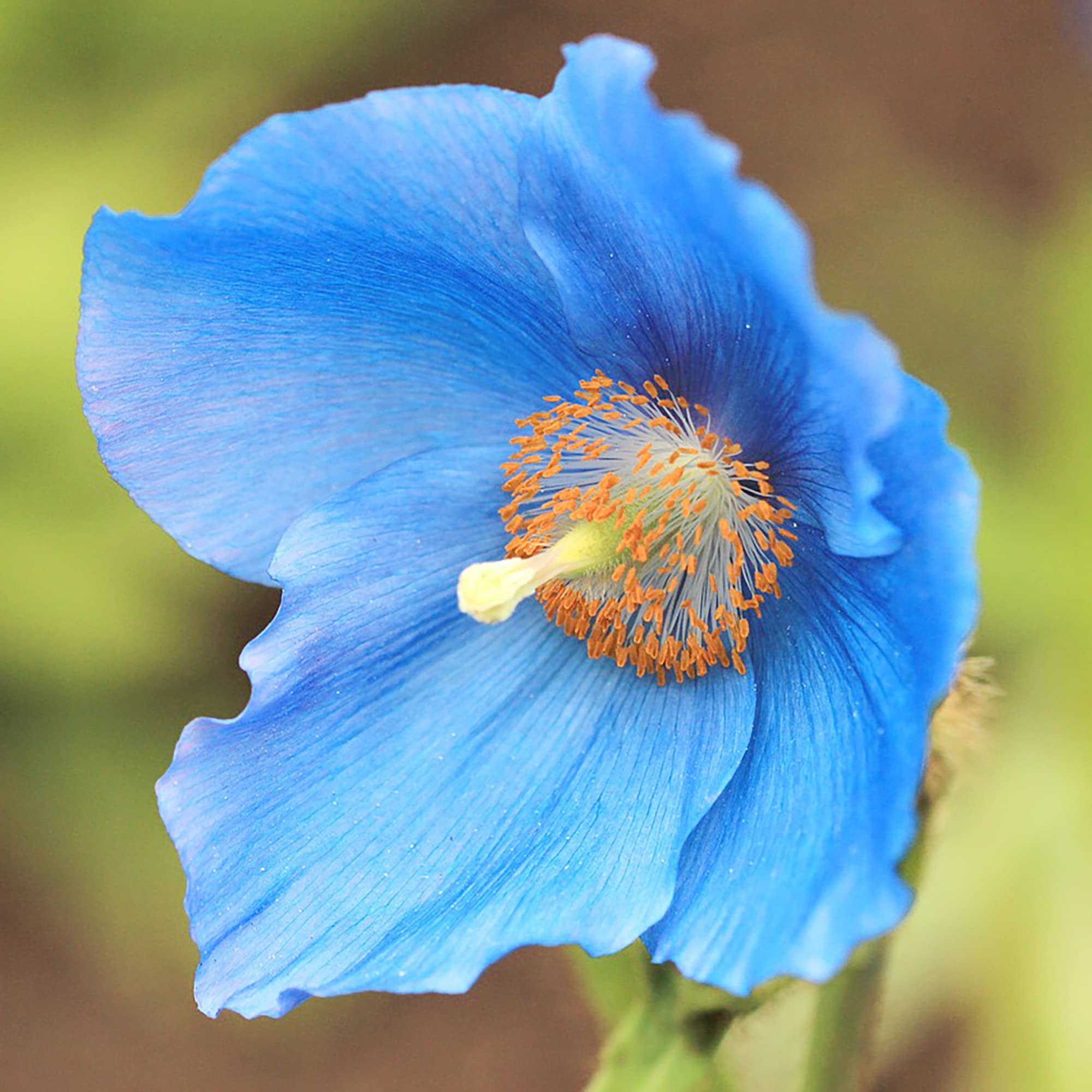 Meconopsis Seeds for Planting Meconopsis spp. for flower beds and cottage gardens