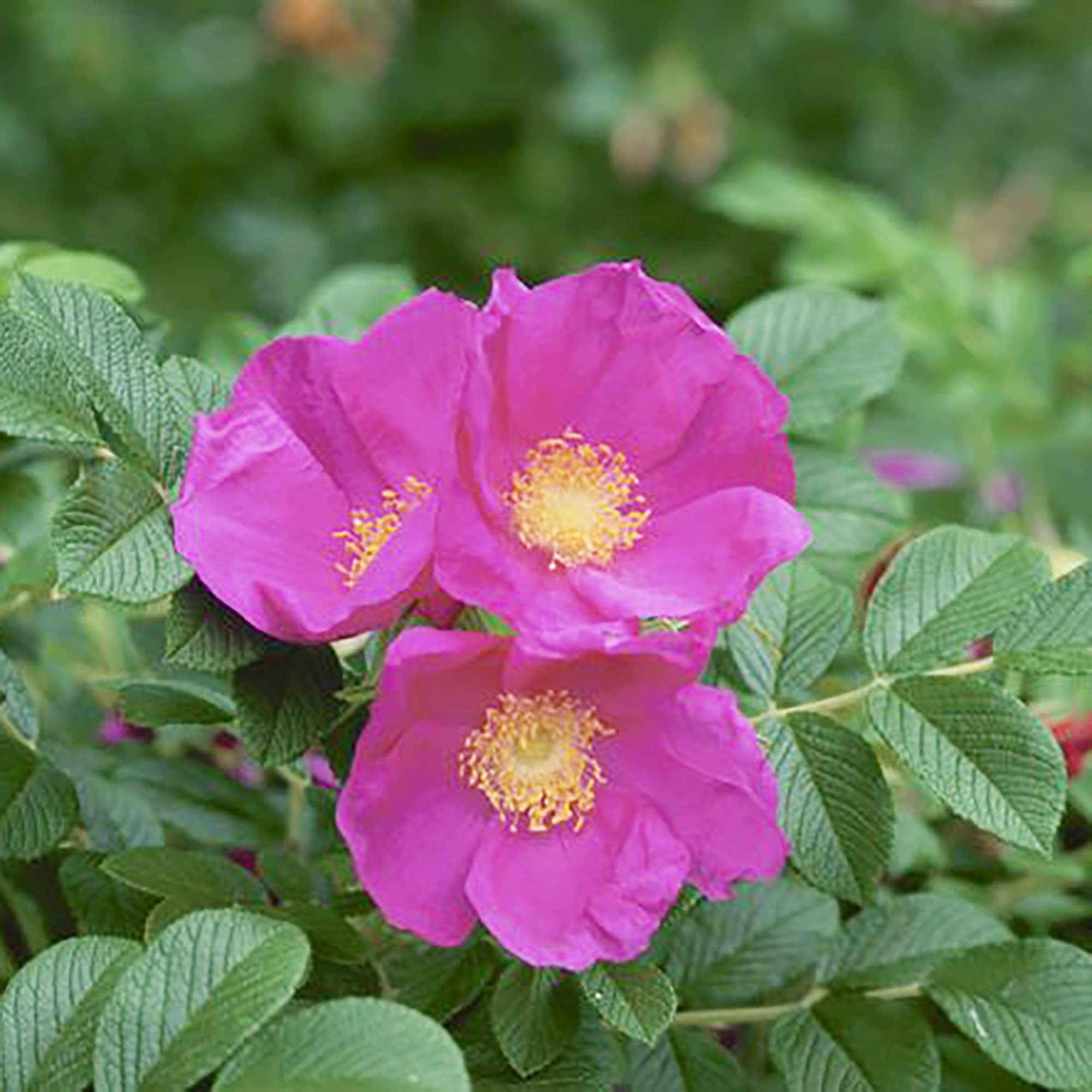 Red Rugosa Rose Seeds for Fragrant, Hardy Rose Bushes