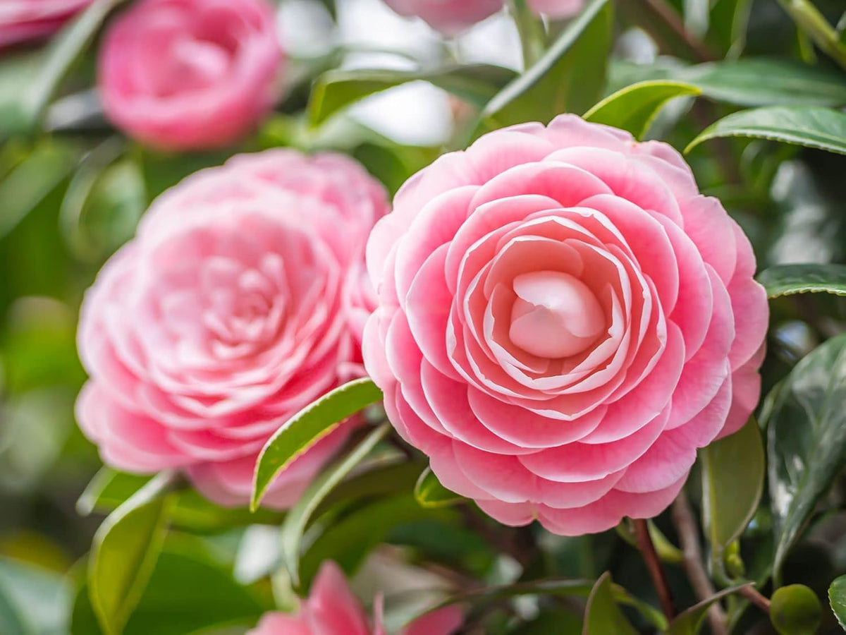 Camellia Japonica Flower seeds for Planting - Fragrant Blossoms, Heirloom & GMO Free Seeds for Home Garden
Sale seeds for planting in home garden