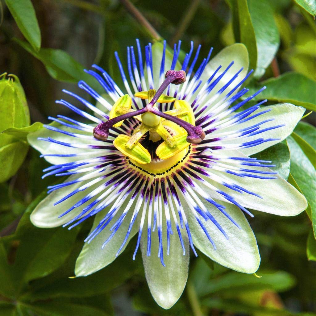 Passion Flower Seeds for Exotic Vines with Intricate Blooms