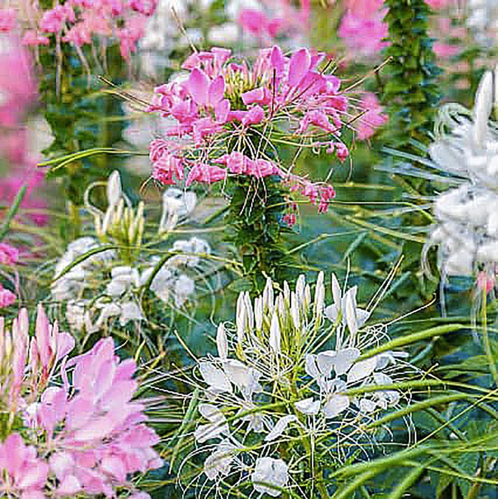 Cleome Spider Flower Cleome hassleriana Seeds for Planting in Flower Bed & Garden