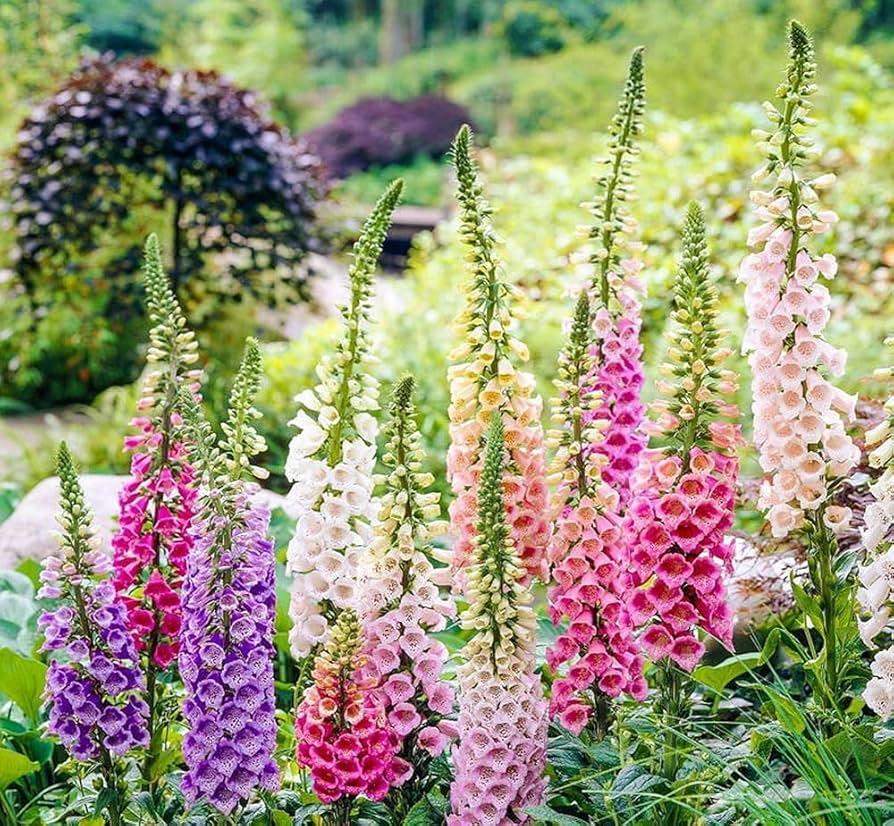 Foxglove Digitalis purpurea Flower Seeds for Planting in Flower Bed and Woodland Garden