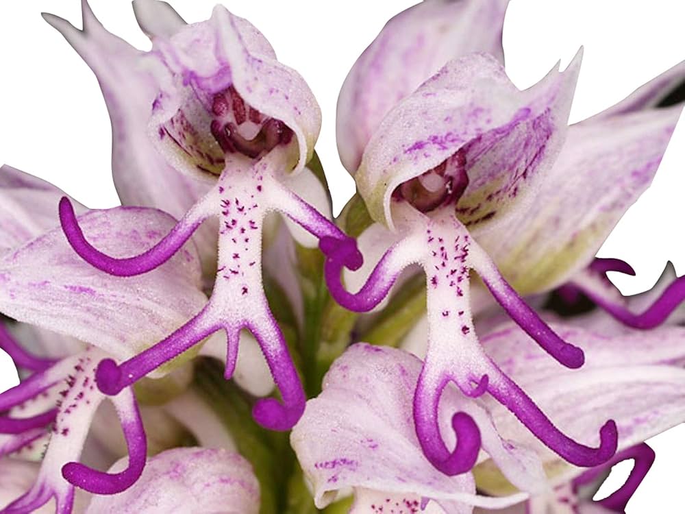 Nema Italian Orchis Monkey Flower SeedsLavender blooming in flower beds, containers, borders, and pollinator-friendly gardens