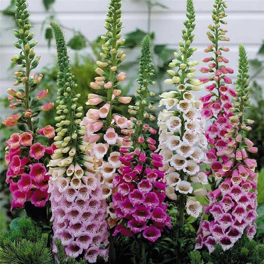Foxglove Seeds for Planting Digitalis purpurea for flower beds and cottage gardens