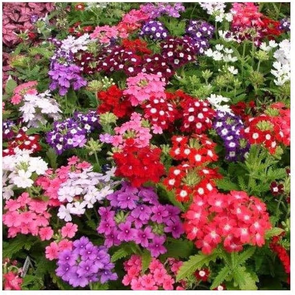 Pink Verbena Obsession Seeds for Planting Annual Garden Ground Cover