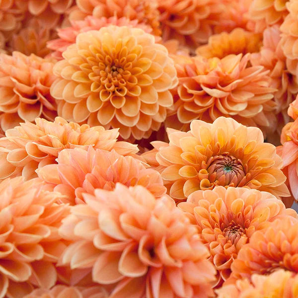 Dahlia (Dahlia Flower) seeds for planting in home garden