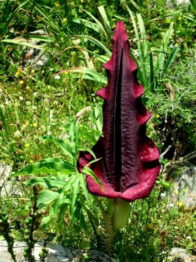Sauromatum Flower seeds for Planting - Garden Favorite, Heirloom & GMO Free Seeds for Home Garden
